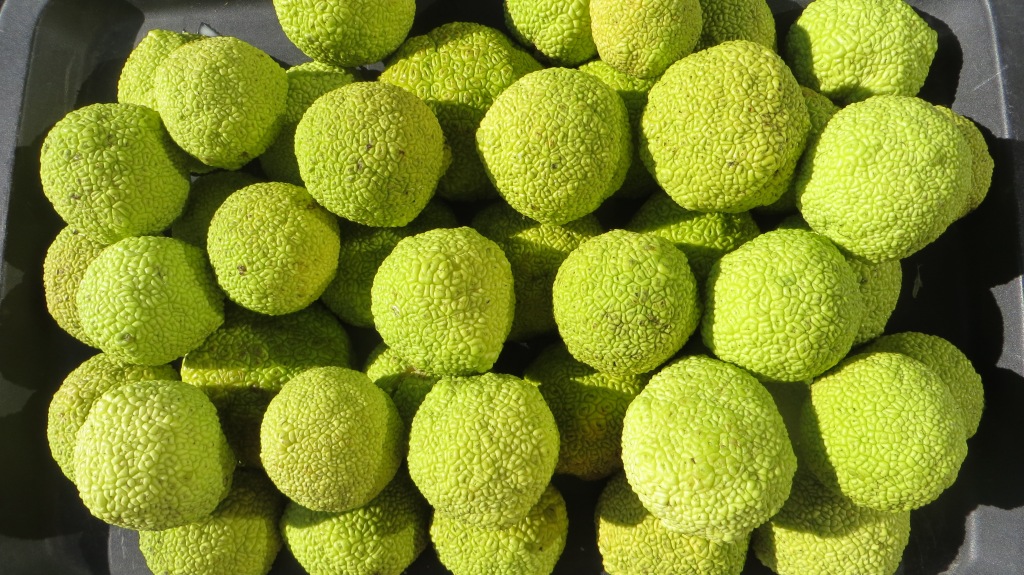 Collection of Osage Oranges stacked in tidy pile.